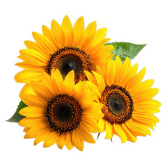 Obraz premium A vibrant cluster of three golden sunflowers displayed against a stark black background.