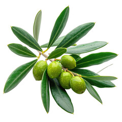 A close-up studio shot of a green olive branch with five unripe olives against a pure black background.