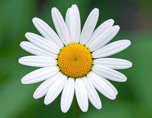 Close-up of a white flower