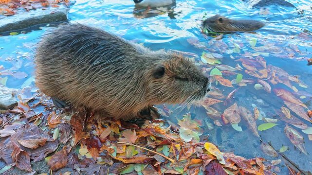 Close-up of Coypu sits on riverbank and grooming itself, combing its fur with its hind paw among fallen autumn leaves, in background another Nutria gnaws on branch, eating its green bark, slow motion