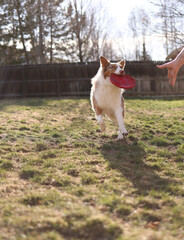 Brown And White Australian Shepherd Dog Playing Tug of War With Man In Backyard