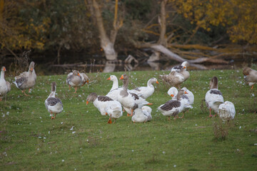 Geese grazing in field by water