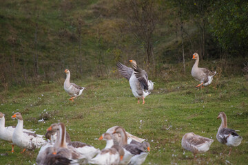 Geese flock walking and stretching wings on green farm field