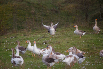 Domestic goose stretching wings in green pasture
