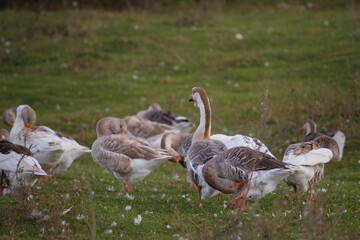 Geese standing on green grassy field