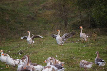 Geese stretching wings displaying open feathers in nature