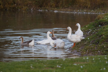 Obraz premium Geese swimming and standing by a pond