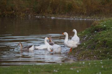 Domestic geese swimming and standing by pond