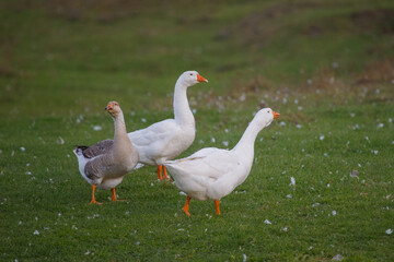 Domestic geese standing on green grass in farm