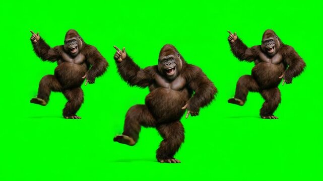 three funny gorillas dancing isolated green screen video