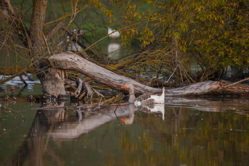 Wild goose swimming in tranquil natural habitat