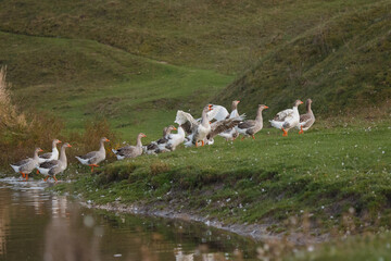 Geese flock standing along pond with green grass