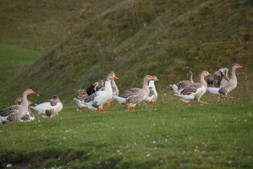 Domestic geese flock walking on green hill