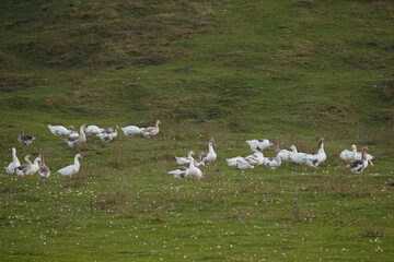 Domestic geese flock grazing on green rural hillside