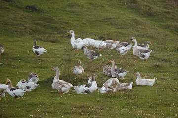 Geese flock grazing on green grass pasture