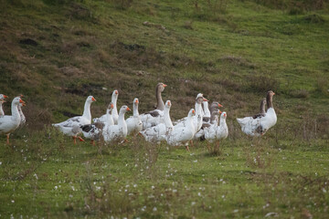 Geese flock walking in green rural pasture