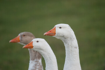 Three domestic geese standing together looking forward