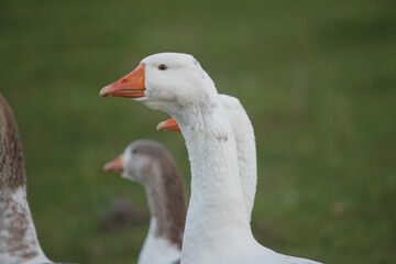 White goose looking right with two others in background