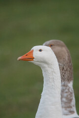White domestic goose observing surroundings, another goose behind