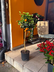 Fototapety na wymiar - Fototapeta24.pl