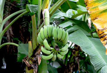 A pile of unripe green bananas growing on a banana tree on a tropical plantation. Organic farming and agriculture concept.