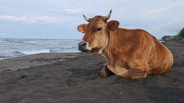 Tranquil brown cow with horns peacefully resting and chewing cud on a dark volcanic sand beach. The serene animal savors the coastal view