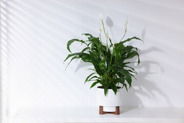 Beautiful blooming spathiphyllum in pot on white table near light wall, space for text