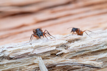 Adult Female Carpenter Ant Closeup