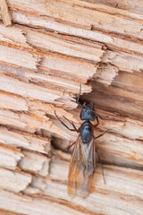 Adult Female Carpenter Ant with Wings