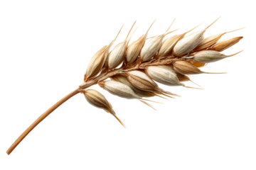 Single Wheat Stalk with Ripe Grains Isolated on White