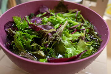 Close-up of a vibrant mix of fresh, wet green and deep purple salad leaves soaking in water inside a bright purple mixing bowl, ready for rinsing