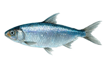 Fototapeta premium Blue Tarpon in motion a hand drawn watercolor fish painting