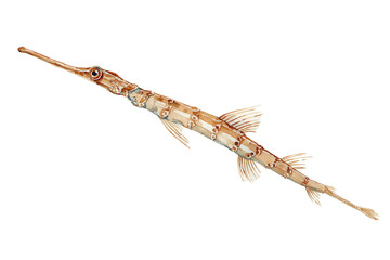 Long-whiskered Catfish a hand drawn watercolor river fish