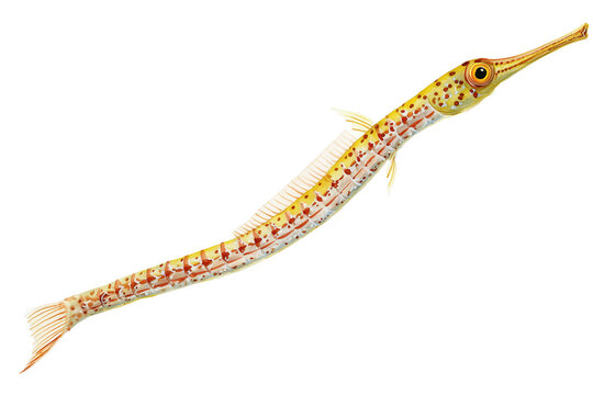 Long-snouted Pipefish a hand drawn watercolor sea creature