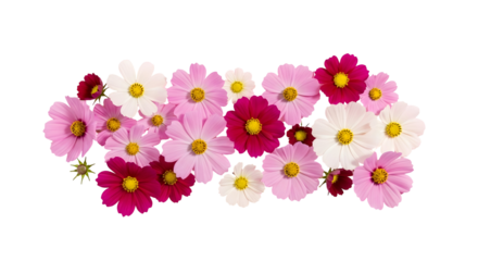 Vibrant collection of cosmos flowers in various shades of pink white and deep red displayed