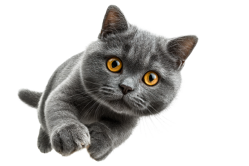 Gray cat with large orange eyes looks up