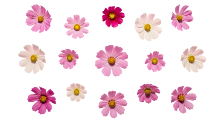 Vivid pink and white cosmos flowers arranged against a sleek black background creating a striking