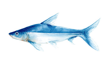 Fototapeta premium Bala Shark hand drawn watercolor illustration of a popular aquarium fish