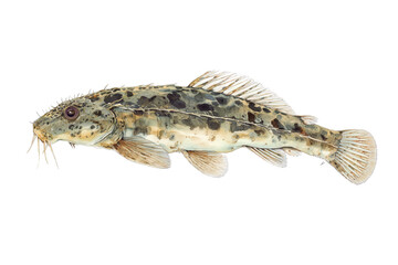 Naklejka premium Hand drawn watercolor illustration of a spiny weather loach