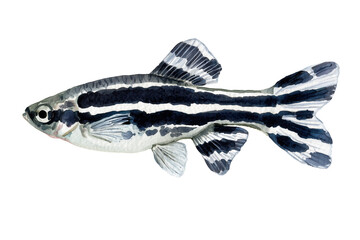 Obraz premium Zebra Danio miniature hand drawn watercolor fish