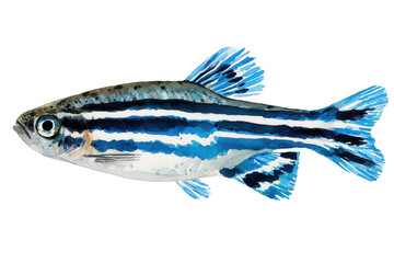 Obraz premium Blue Zebra Danio hand drawn watercolor aquarium fish
