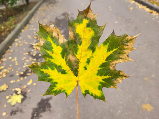 Autumn maple leaf in yellow and green over a park path.