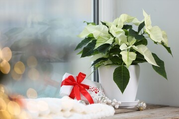 Beautiful white poinsettia (Christmas flower) and festive decor on windowsill near window indoors, space for text