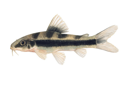 Siamese Algae Eater Hand Drawn Watercolor Fish