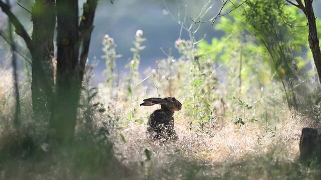 European hare Lepus europaeus, in the wild. Close up. The animal is resting. Slow motion.