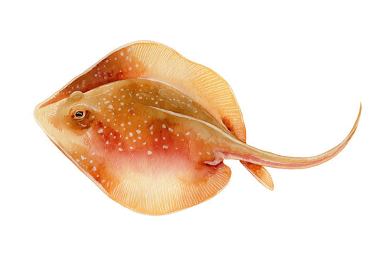 Spotted skate hand drawn watercolor illustration