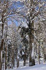 A bright winter day in the snowy mountains of Georgia, featuring a sunlit forest with sparkling snow, tall trees, and peaceful natural scenery. A serene seasonal landscape full of crisp mountain light