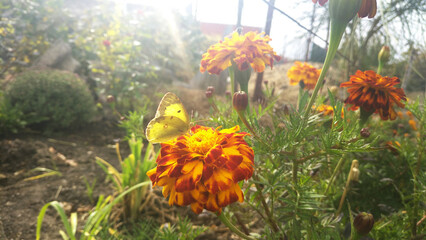 A yellow butterfly perched on a bright calendula or marigold flower, all illuminated by bright sunlight. The atmosphere is warm, sunny, and natural, highlighting the fragile beauty of the moment.