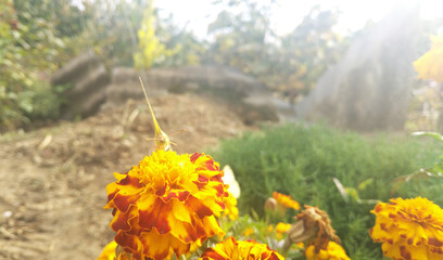A yellow butterfly perched on a bright calendula or marigold flower, all illuminated by bright sunlight. The atmosphere is warm, sunny, and natural, highlighting the fragile beauty of the moment.