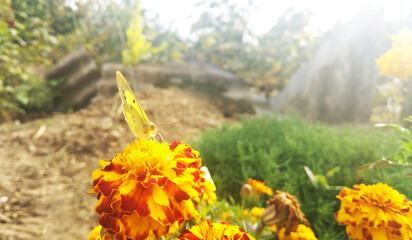 A yellow butterfly perched on a bright calendula or marigold flower, all illuminated by bright sunlight. The atmosphere is warm, sunny, and natural, highlighting the fragile beauty of the moment.
